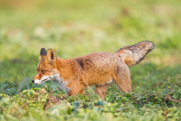 Fox Vulpes vulpes in autumn scenery, Poland Europe, animal walking among meadow in amazing warm light	