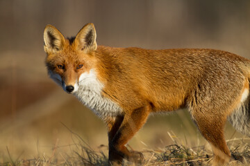 Fox Vulpes vulpes in autumn scenery, Poland Europe, animal walking among meadow in amazing warm light	