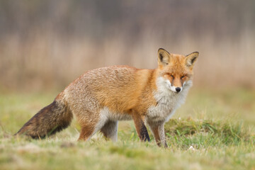Fox Vulpes vulpes in autumn scenery, Poland Europe, animal walking among meadow in amazing warm light	