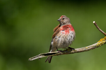 Bird Linnet Carduelis cannabina male, bird is bathing, summer time Poland, Europe green background