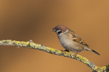 tree sparrow Passer montanus sitting on a branch brown background winter time winter frosty day	