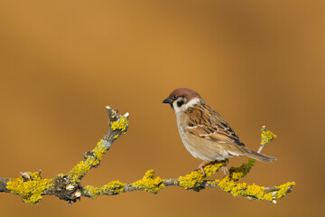tree sparrow Passer montanus sitting on a branch brown background winter time winter frosty day	