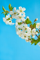 Blossom branch cherry on the blue sky background