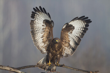 Common buzzard Buteo buteo in the fields, buzzards in natural habitat, hawk bird on the ground, predatory bird close up, birds of prey	