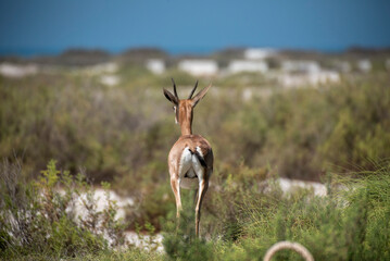UAE wildlife © Elisa Campos