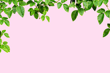 Asian tropical green leaves plant ivy for Natural leaves concept Ornamental plant with natural fresh and dried leaves.  Clipping path included. Isolated on pink bakground.