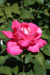 Pink rose (grade Charlies Rose (Acapella), Math. Tantau, 1994) in Moscow garden. Buds, inflorescence of flower closeup. Summer nature. Postcard with pink rose. Roses blooming. Pink flowers, blossom