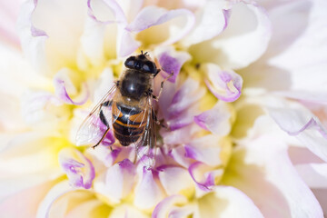 Eristalis tenax is a hoverfly, also known as the drone fly..