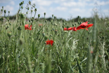 field of poppies in summer