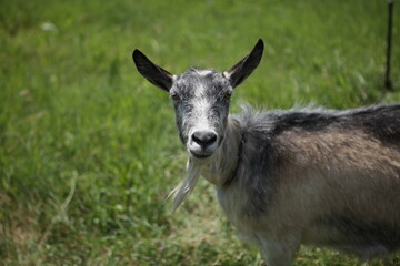 goat on pasture looking towards camera