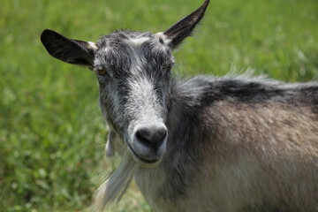 goat on the meadow closeup
