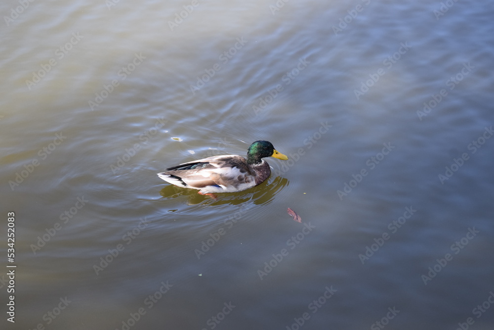 Wall mural ente im wasser