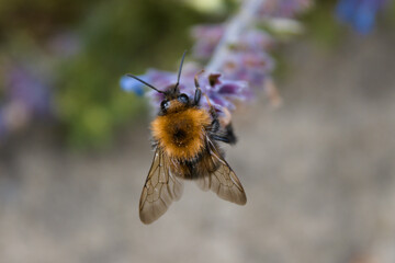 Closeup of Bumblebee