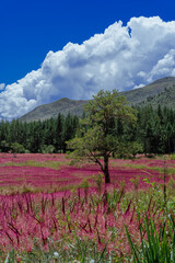 landscape with pink meadows, this phenomenon only occurs in May, this pink grass is also called mei grass, located in the baliem valley, Wamena, Papua Province