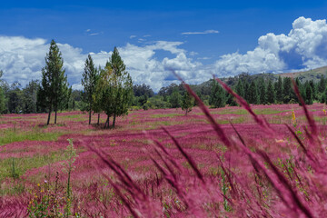 Obraz premium landscape with pink meadows, this phenomenon only occurs in May, this pink grass is also called mei grass, located in the baliem valley, Wamena, Papua Province