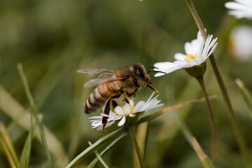 Flying Honey Bee