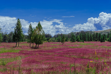 landscape with pink meadows, this phenomenon only occurs in May, this pink grass is also called mei grass, located in the baliem valley, Wamena, Papua Province