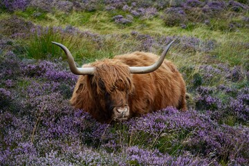 Highland Cattle Swanston Edinburgh Scotland 2022 August
