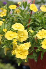Naklejka na ściany i meble Yellow flowers of calibrachoa (