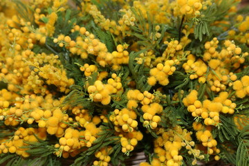 Mimosa bouquet. Present for March 8, International Women's Day. Holiday decor with yellow flowers. Bouquet with yellow mimoza. Yellow flowers of mimosa. Holiday floral decor. Spring mimosa, bouquet
