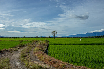 Photo of rice fields in Aceh Besar, Aceh, Indonesia.