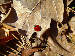 Golden autumn time. Ladybug or ladybird on a dry autumn leaf. Warm and sunny Indian summer in a forest. Fallen leaves in old town during falltime. Autumn season concept