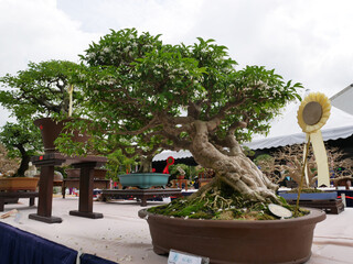 MELAKA, MALAYSIA -AUGUST 27, 2022: Various bonsai trees are shown to the public in a public park....