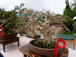 MELAKA, MALAYSIA -AUGUST 27, 2022: Various bonsai trees are shown to the public in a public park....