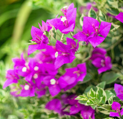 Purple bougainvillea flower is beautiful blooming flower green leaf background. Spring growing Purple bougainvillea   flowers and nature comes alive