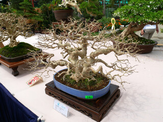 MELAKA, MALAYSIA -AUGUST 27, 2022: Various bonsai trees are shown to the public in a public park....