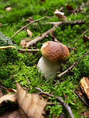 mushrooms in the forest