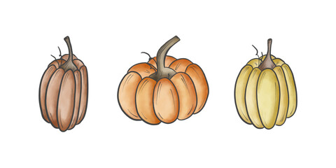 Vector doodle pumpkin. Thanksgivings and Halloween decoration. Pumpkins forms