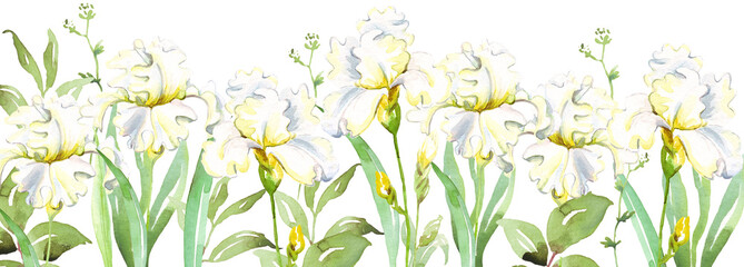 White irises border. Watercolor clipart