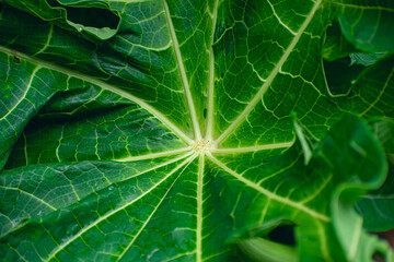 This is a papaya leaf close-up macro shot in the daytime in india.
