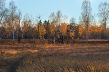 Autumn forest landscape. The road through a field with yellow grass leads to a birch grove. The leaves on the trees have completely turned yellow. Blue sky. On the Sunset. Nature of Eastern Siberia