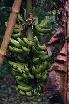 Cavendish bananas are the fruits of one of a number of banana cultivars belonging to the Cavendish subgroup of the AAA banana cultivar group.