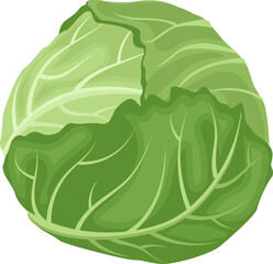 Cartoon illustration isolated object fresh food vegetable cabbage
