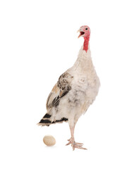 turkey with egg isolated on white background