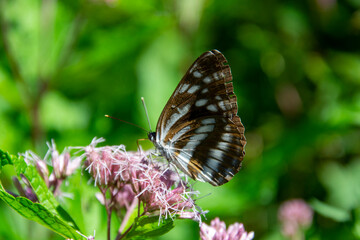 Papillon