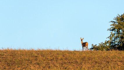  Couple of roe deer buck and female standing on a horizon in summer at sunset © Ewald Fröch