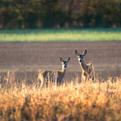  Roe deer couple standing close together on green field in sunny summer nature