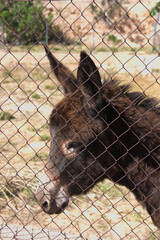 Face of a brown donkey behind a metal fence looking to the left of the image