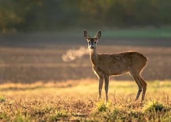 Zelfklevend Fotobehang  Innocent roe deer, capreolus capreolus, doe facing camera on meadow early in the summer morning with green grass wet from dew and light mist creating tranquil atmosphere. © Ewald Fröch