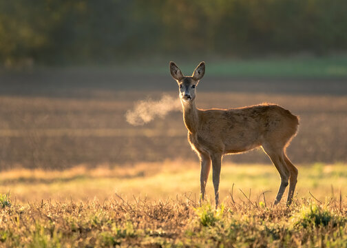 Innocent roe deer, capreolus capreolus, doe facing camera on meadow early in the summer morning with green grass wet from dew and light mist creating tranquil atmosphere.