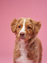 Nova Scotia duck retriever puppy on a pink background. Charming Dog in the studio. funny toller