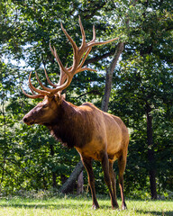 Portrait of a large elk stag displaying its antlers