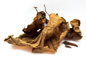 Hojas de árbol caduco amarillo naranja sobre fondo blanco, hojas de otoño