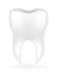 human root tooth model vector illustration