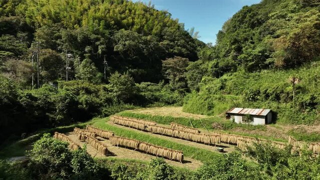 Small shack and drying rice on farm in forested hills