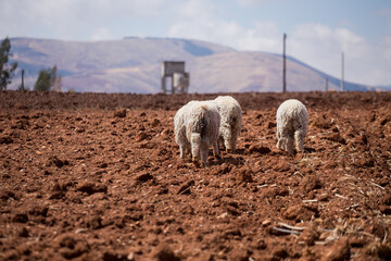 group of sheep back in a rural area, Concept of animals.